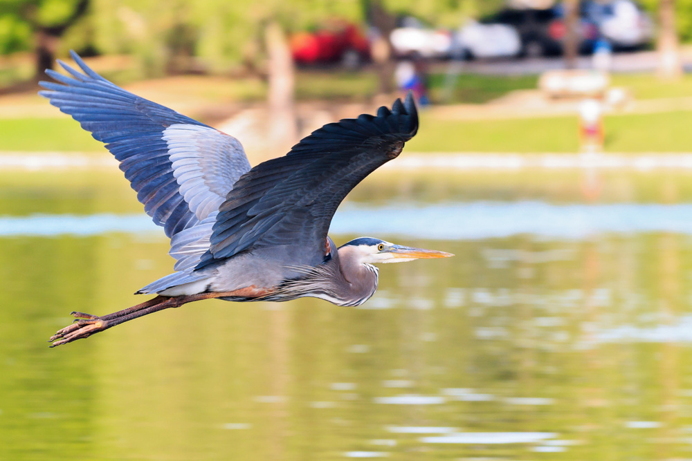 Great Blue Heron