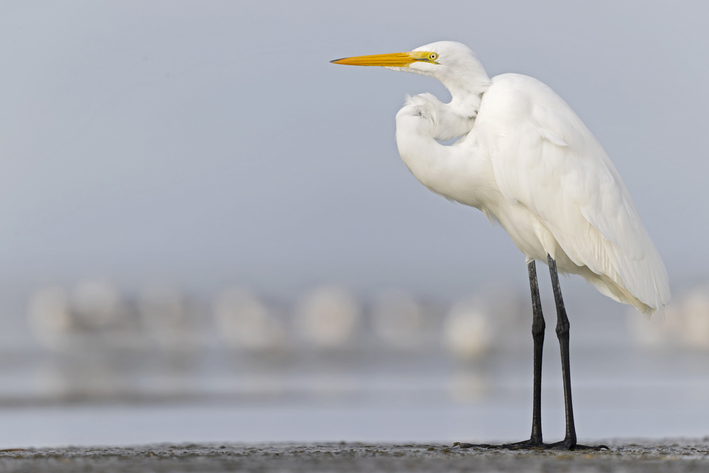 Great Egret