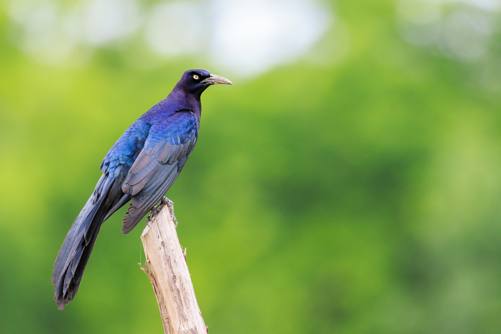 Great-tailed Grackle