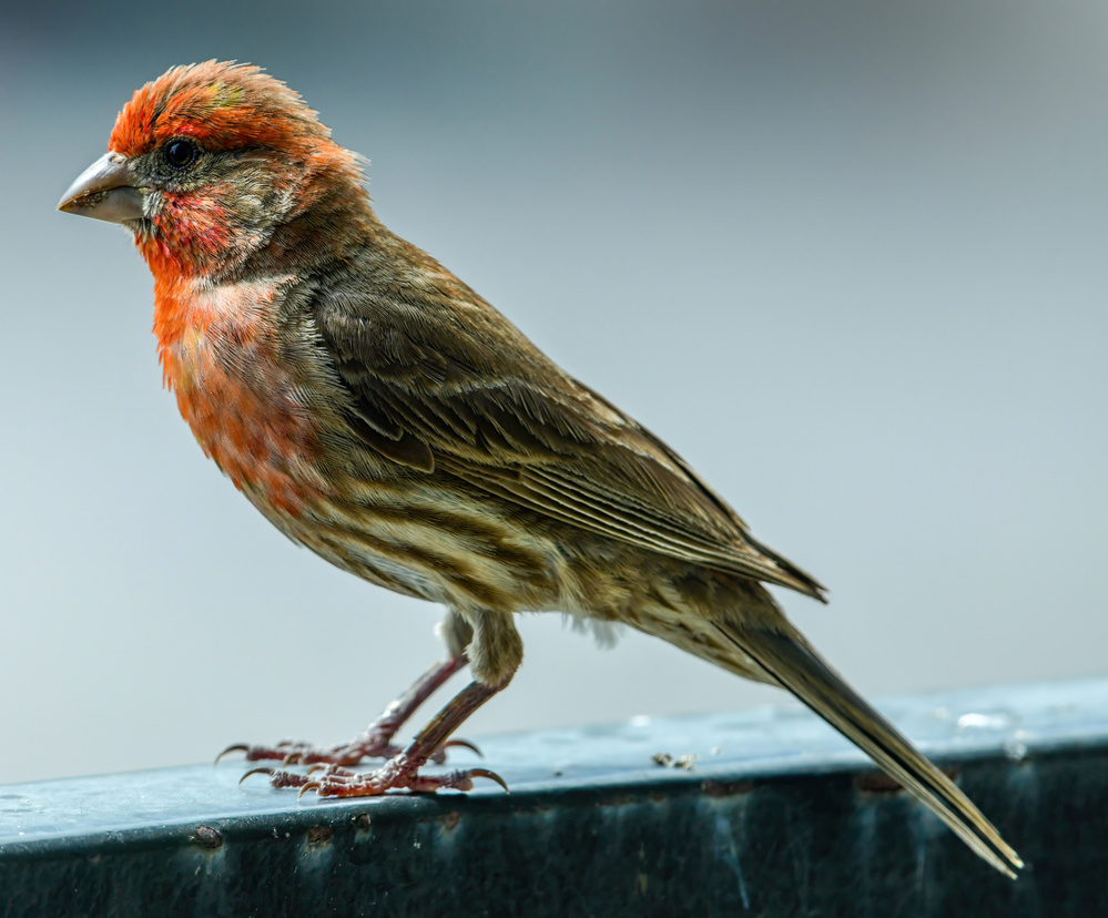 House Finch