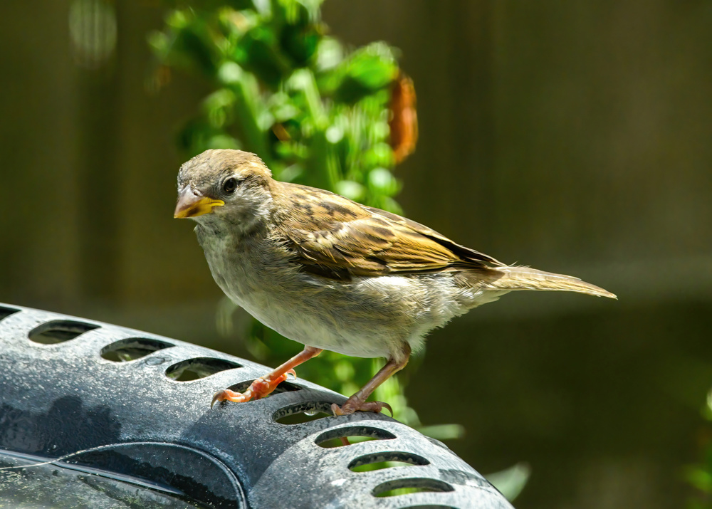 House Sparrow