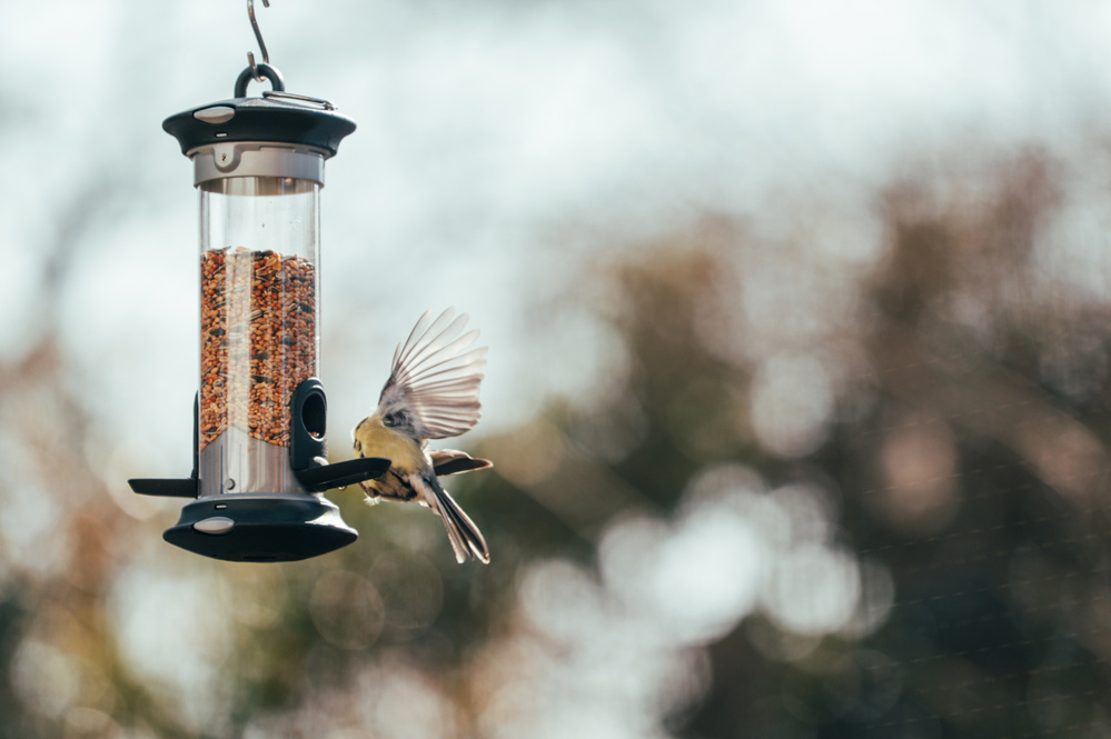 How to Attract Birds to Your Yard