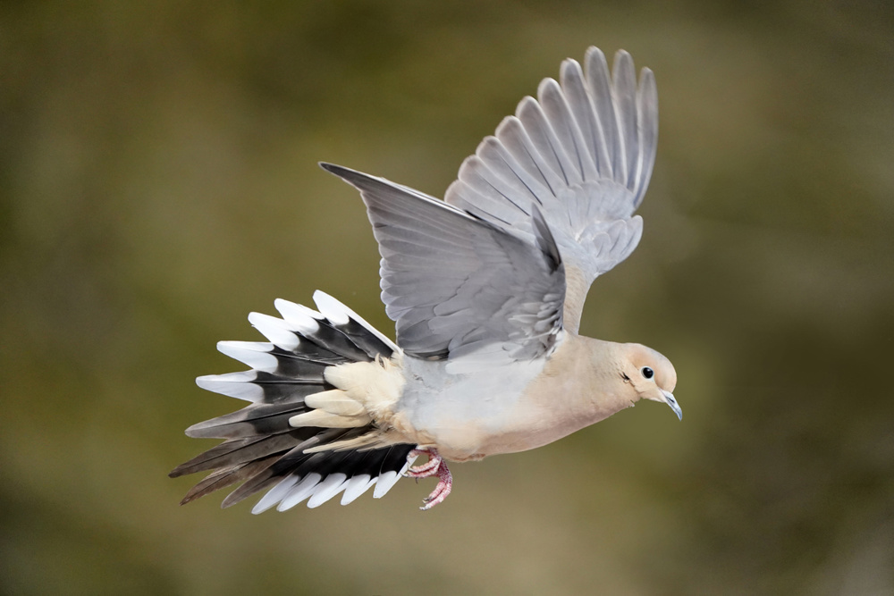 Mourning Dove