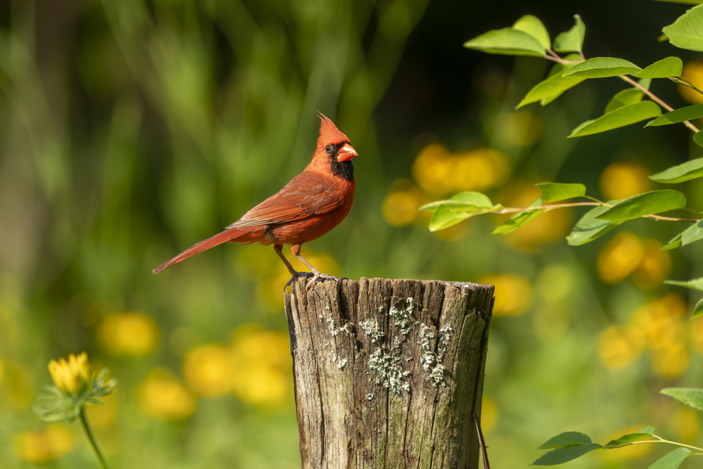 Northern Cardinal