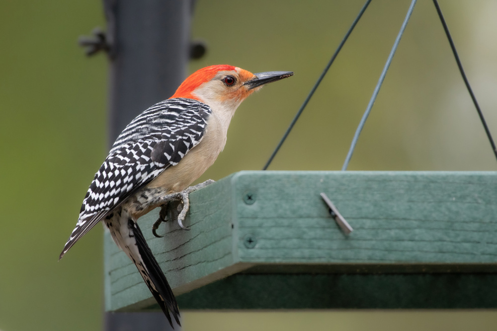 Red-bellied Woodpecker