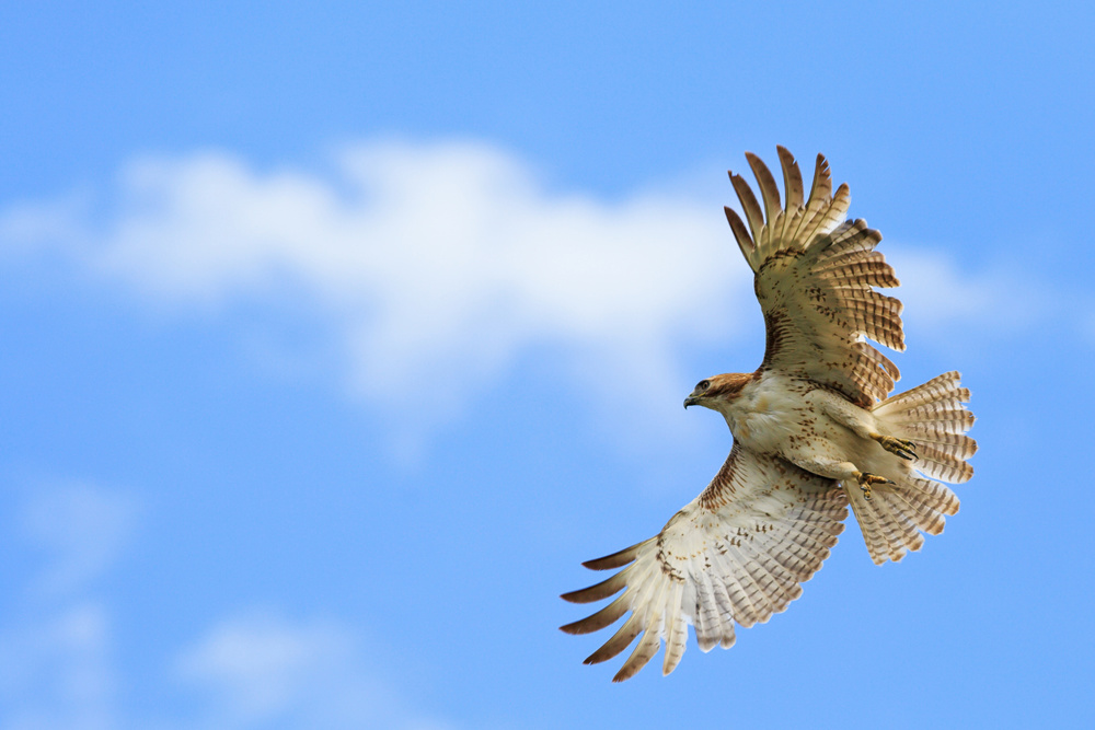 Red-tailed Hawk