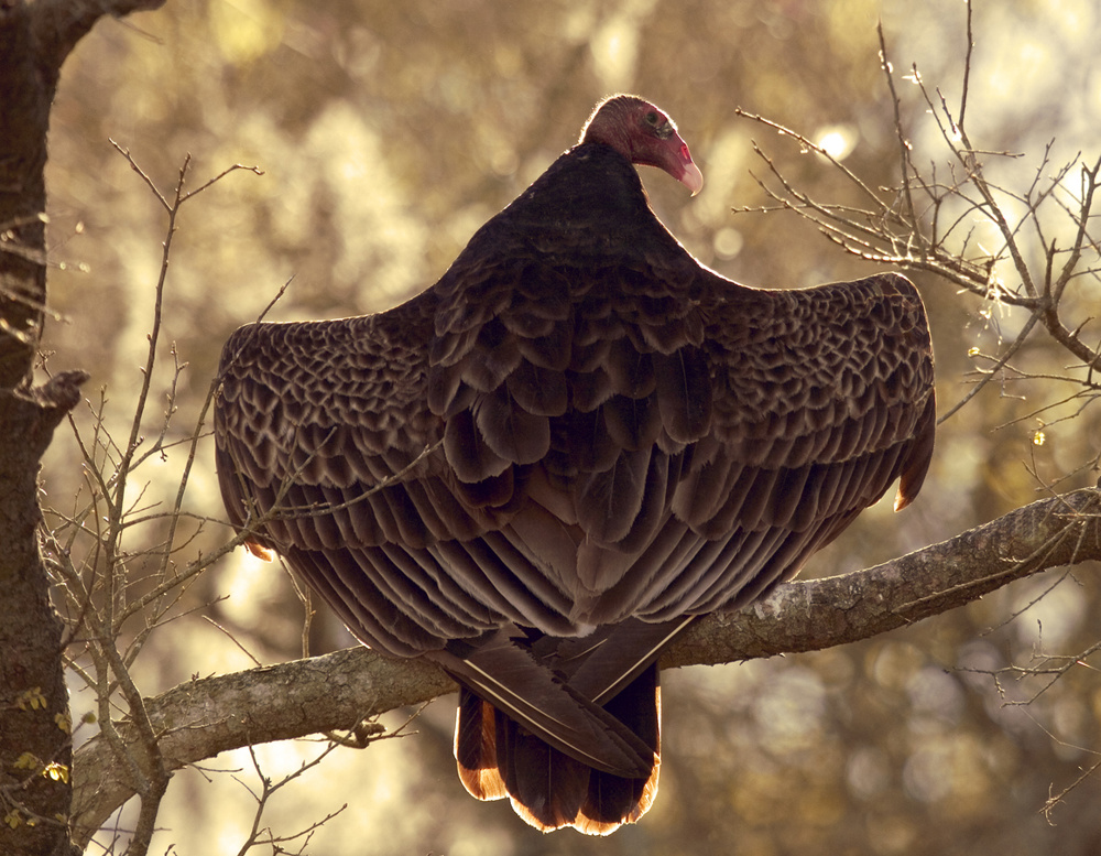 Turkey Vulture