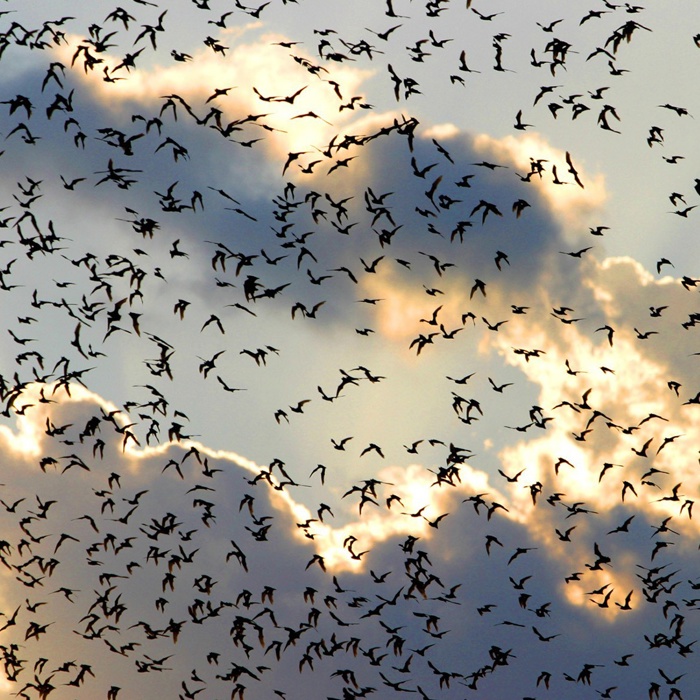 Watch Bats Emerge at Sunset