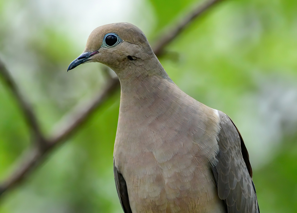 White-winged Dove