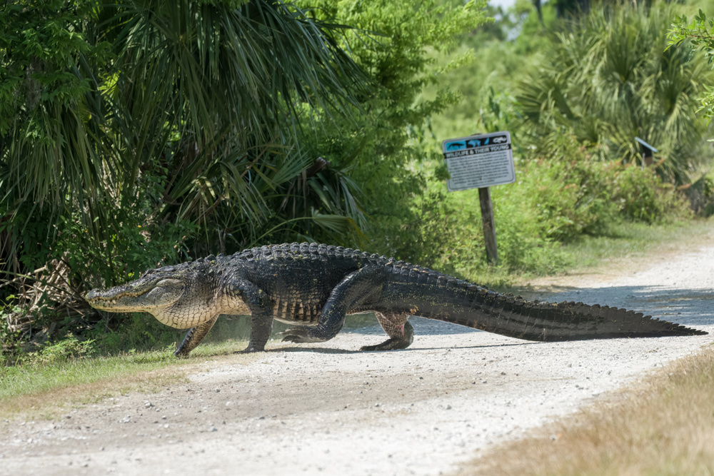 Alligator Tracks in East and Coastal Texas