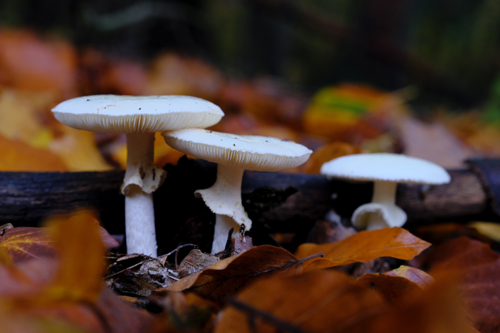 Amanitas