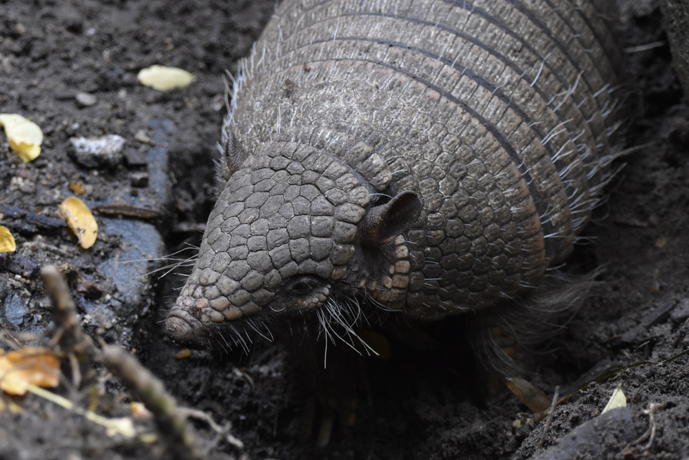 Armadillo Tracks