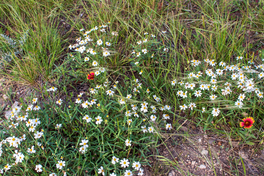 Blackfoot Daisy