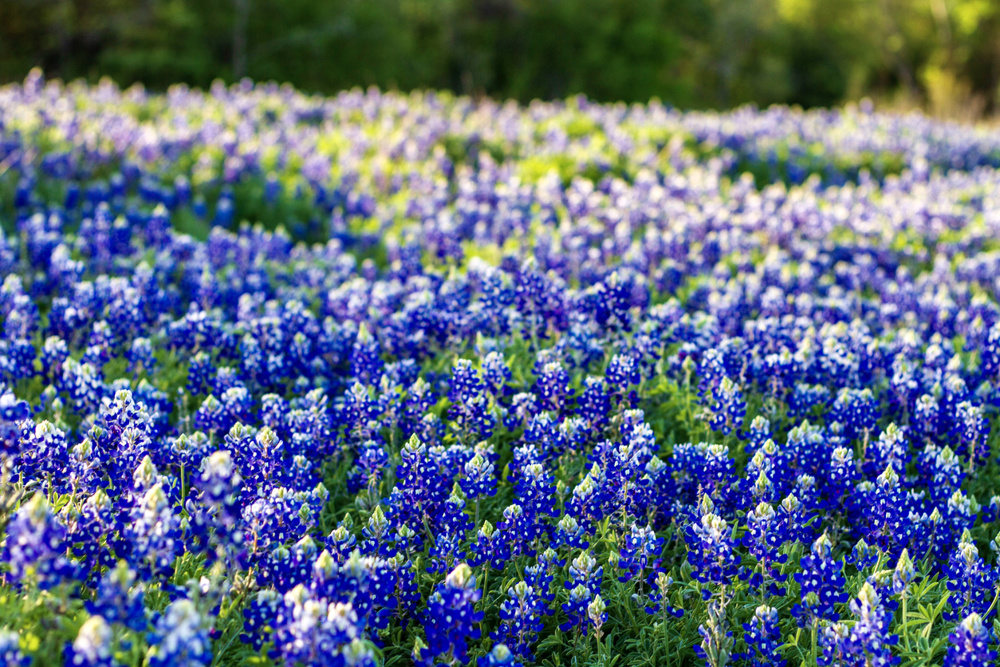 Bluebonnet