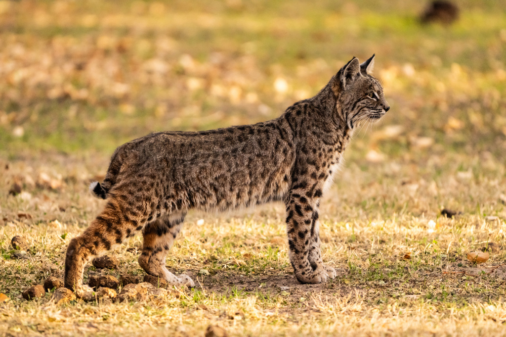 Bobcat Tracks
