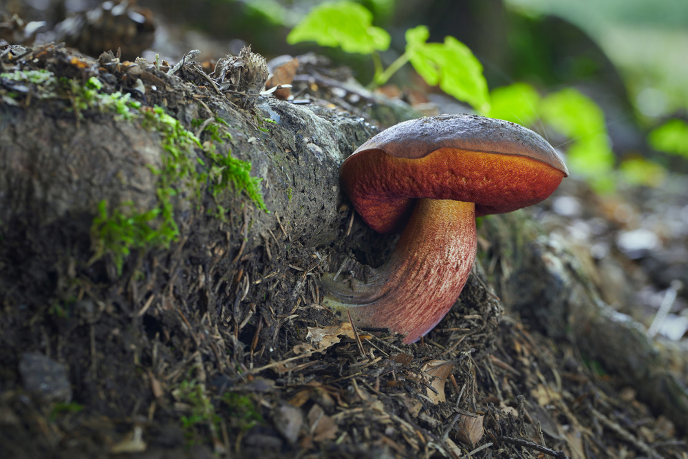 Boletes