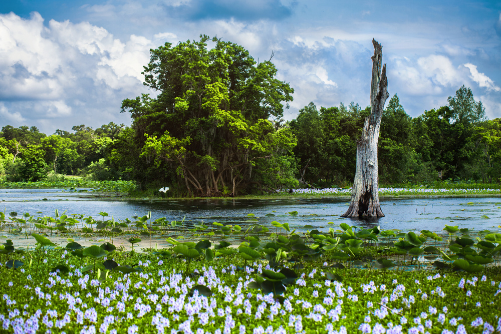 Brazos Bend State Park - Near Houston