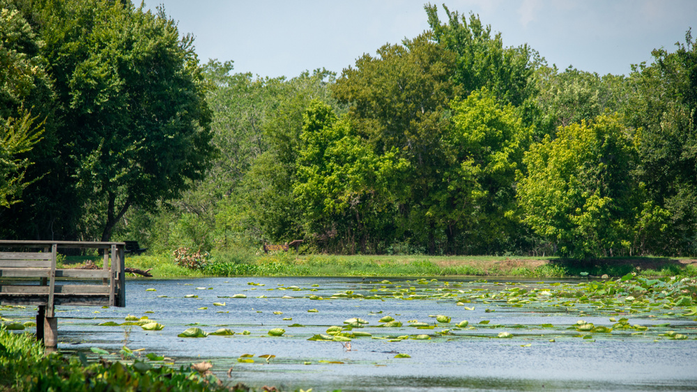 Brazos Bend State Park: Wetland Calls Near Houston