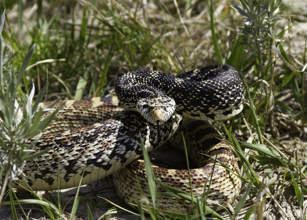 Bullsnake