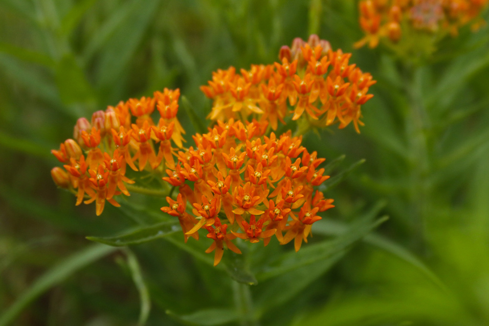 Butterfly Weed