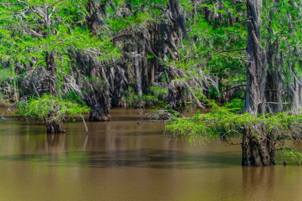 Caddo Lake State Park - East Texas