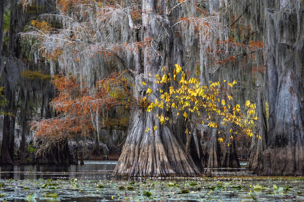 Caddo Lake State Park: Frogs, Birds, and Cypress-Water Quiet
