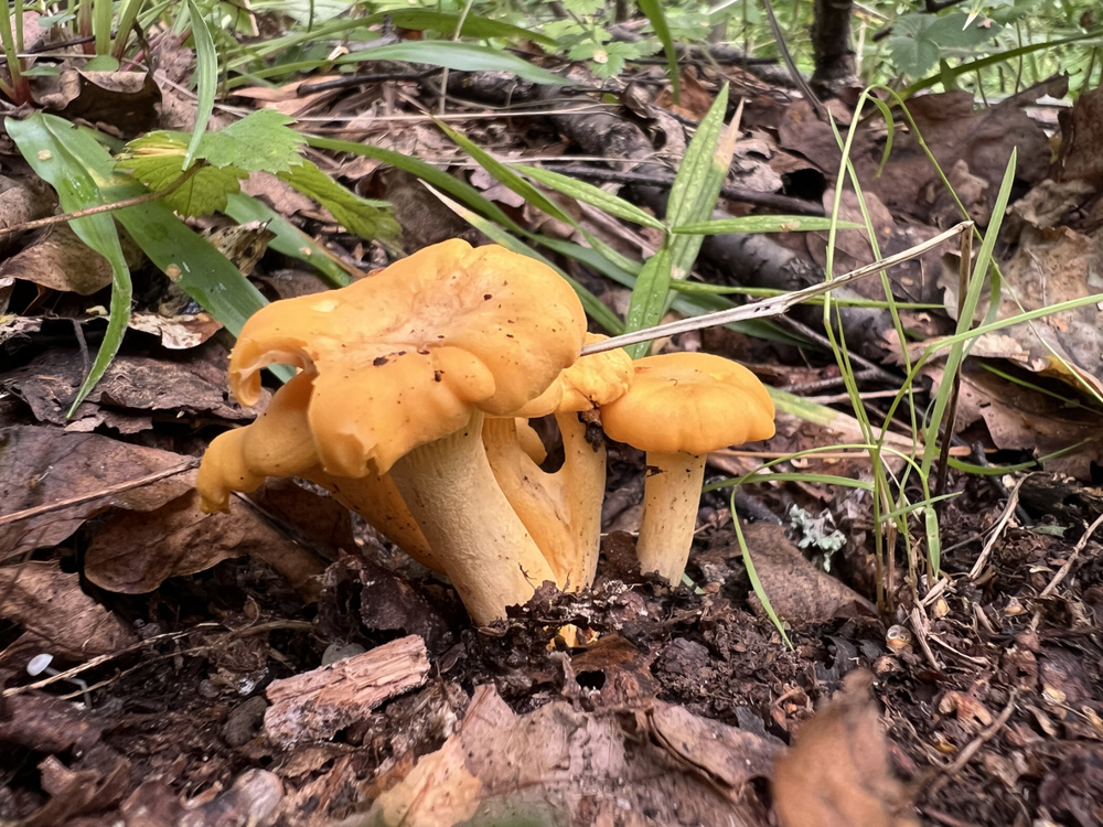 Chanterelles