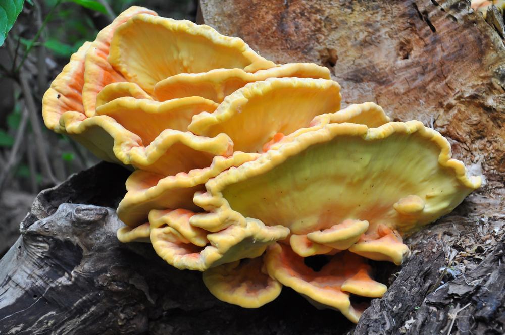 Chicken of the Woods