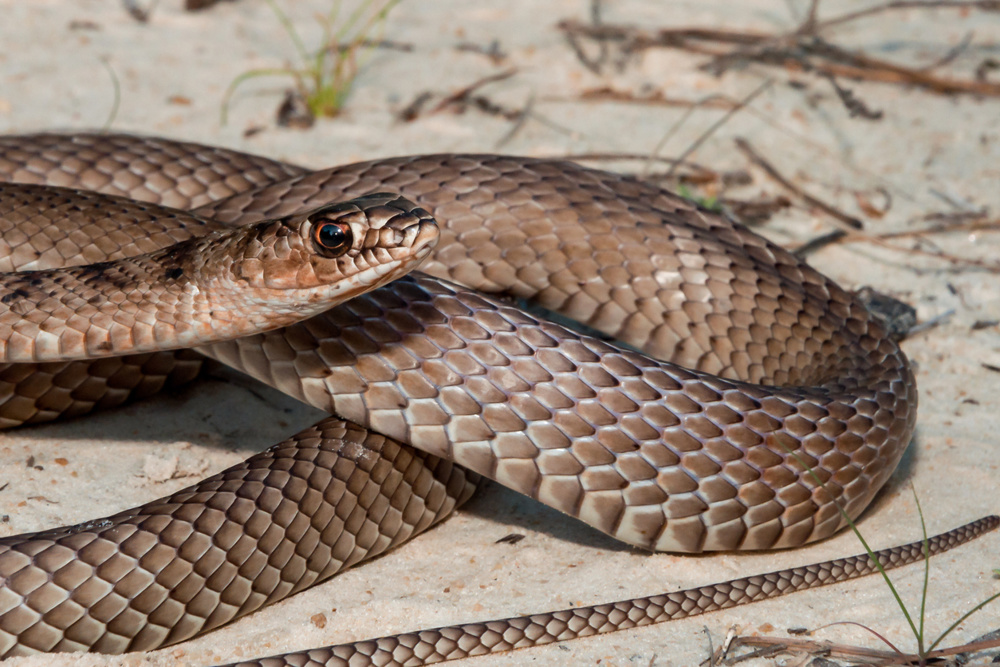 Coachwhip