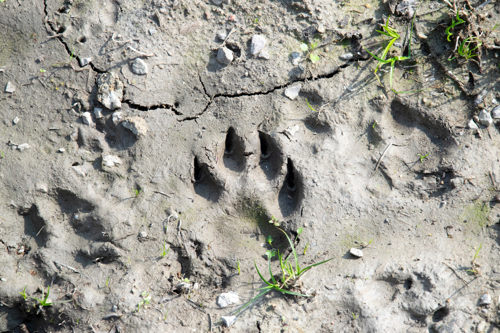Common Animal Tracks You Might See in Texas