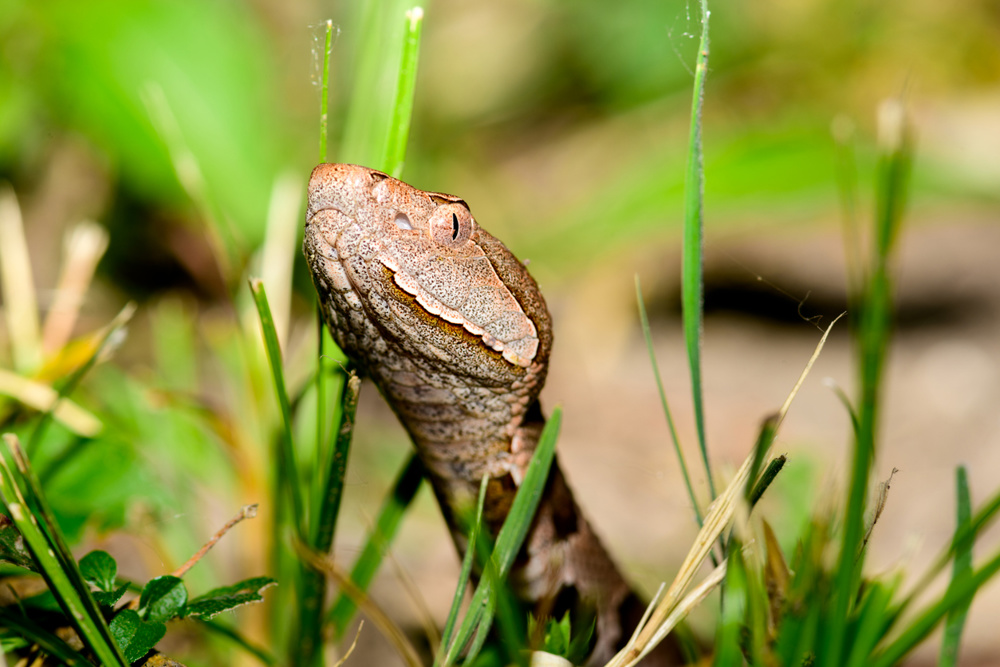 Common Texas Snakes and How to Recognize Them