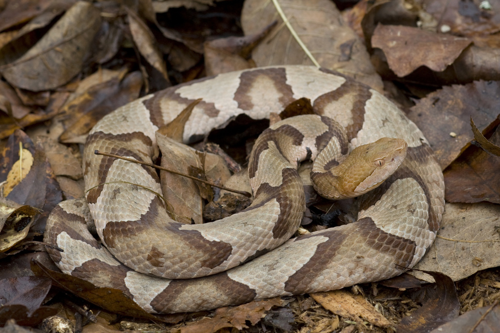 Copperhead