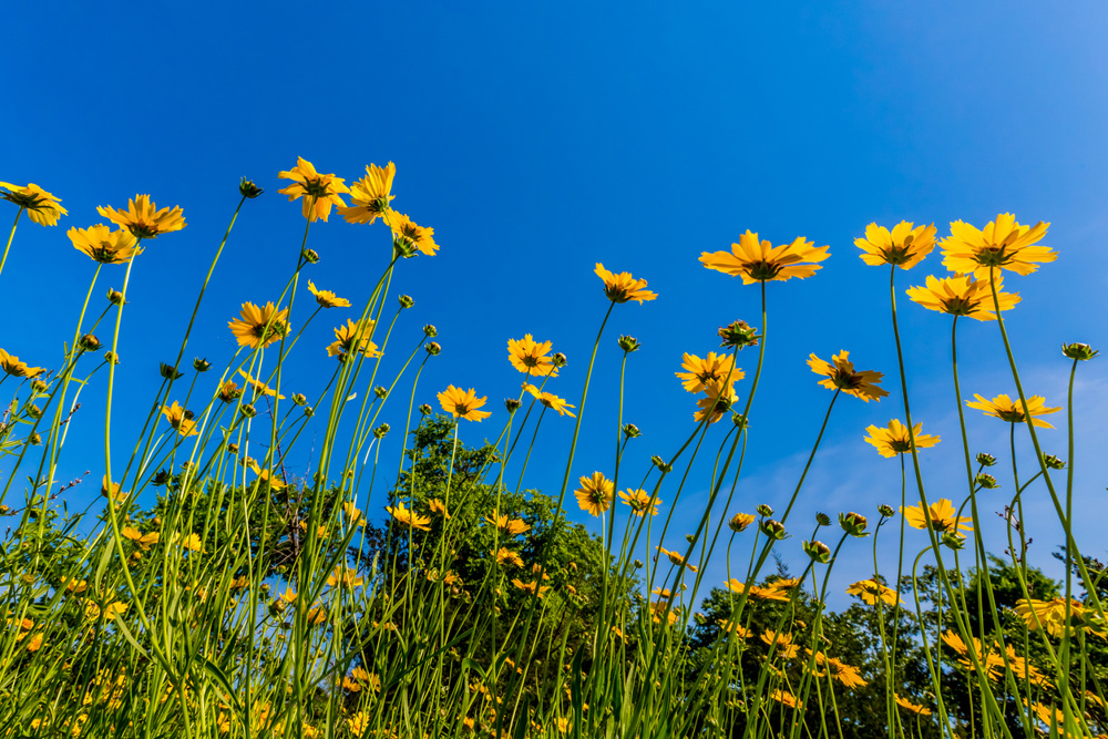 Coreopsis