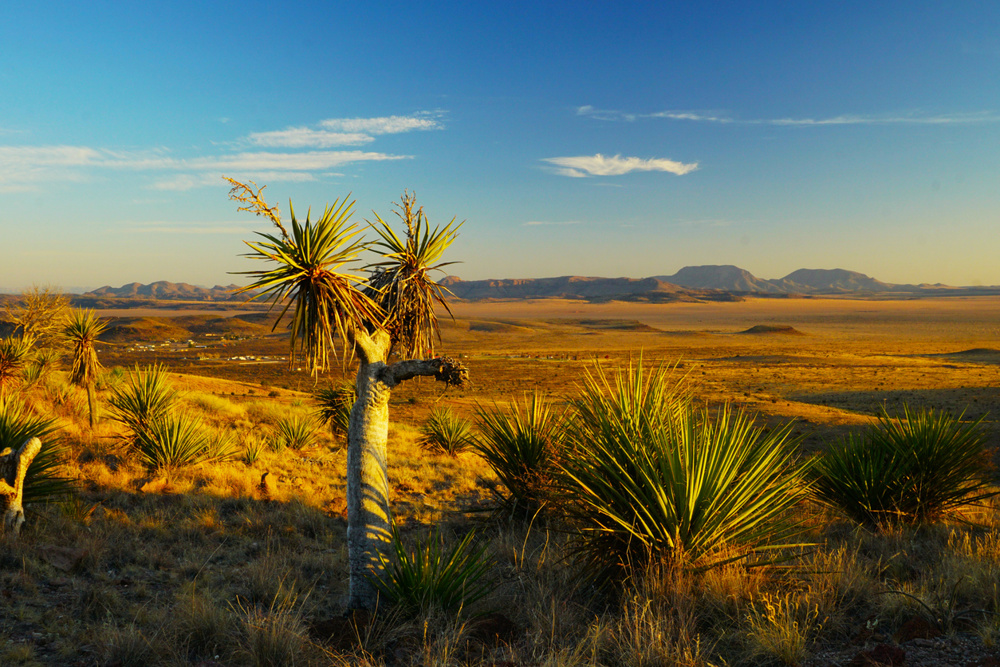 Davis Mountains State Park: Wind, Birds, and High Desert Air