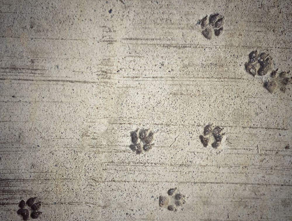 Dog and Cat Tracks Around Homes