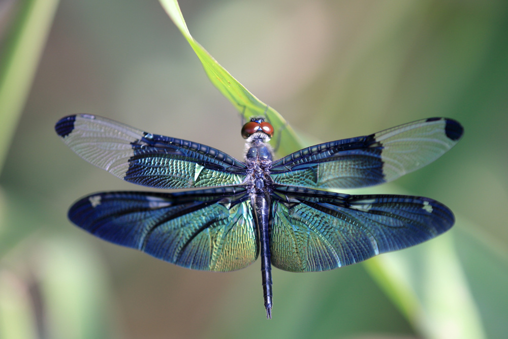 Dragonfly with beautiful wings