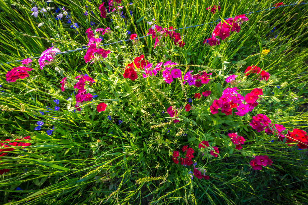 Drummond Phlox