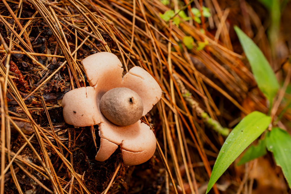 Earthstars