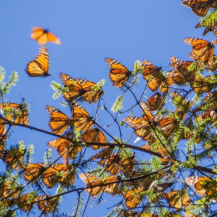 Fall Migration Is Even More Spectacular