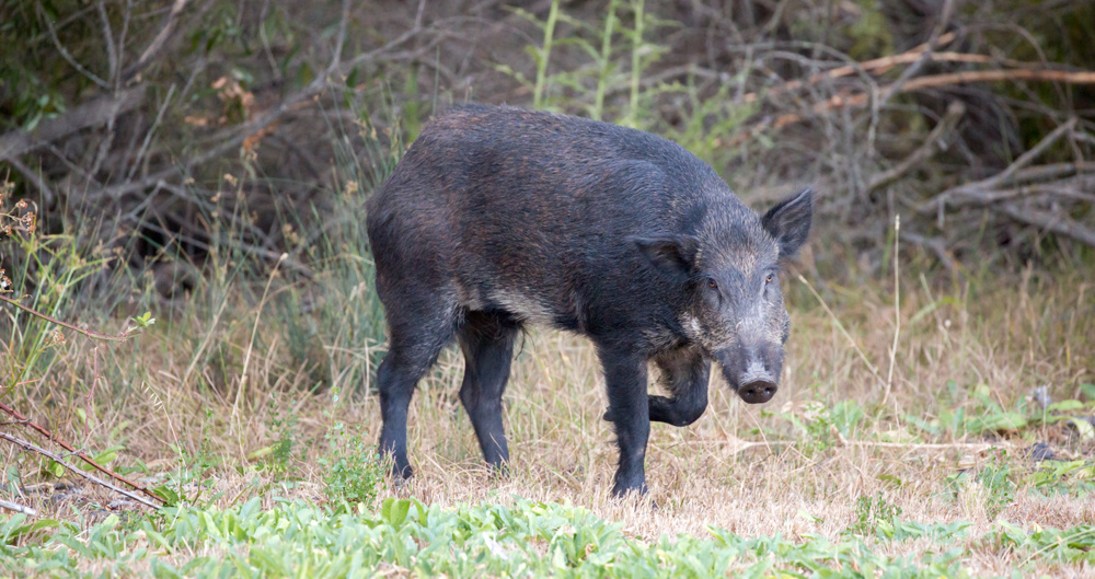 Feral Hog Tracks