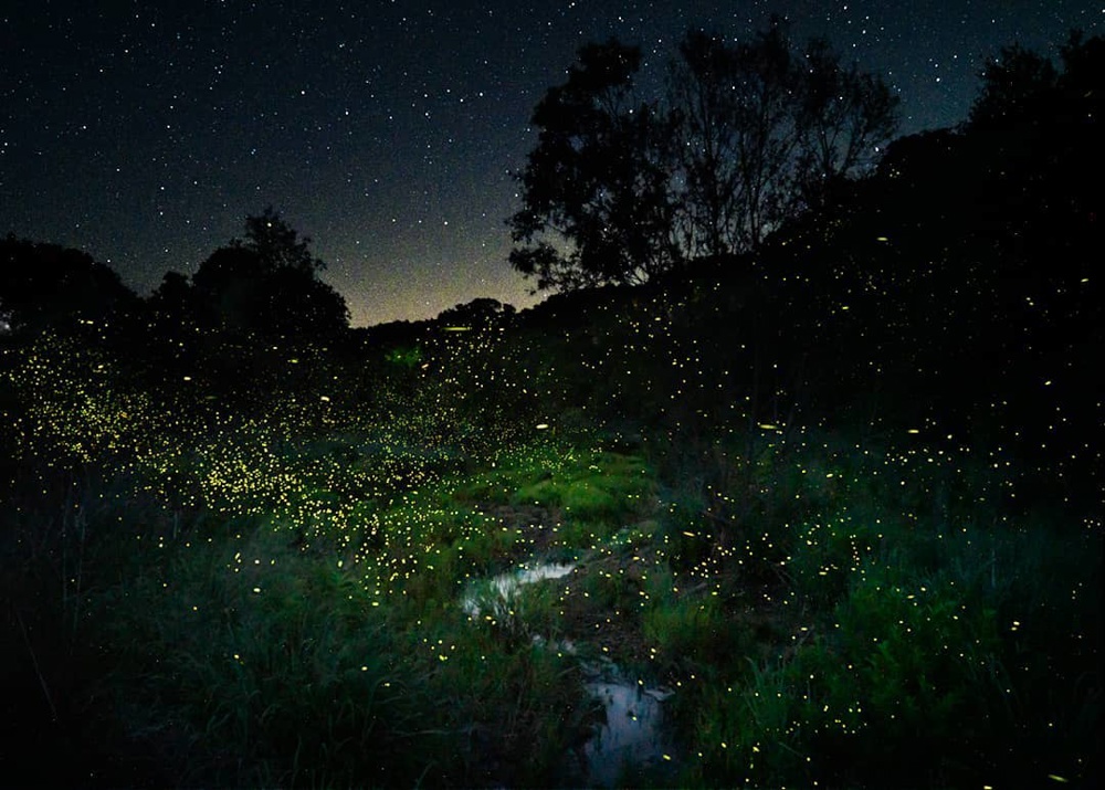 Firefly Season Usually Begins in Late Spring