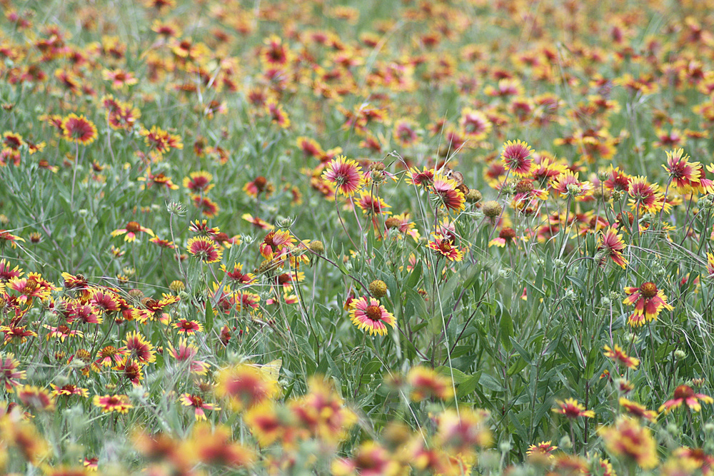 Firewheel