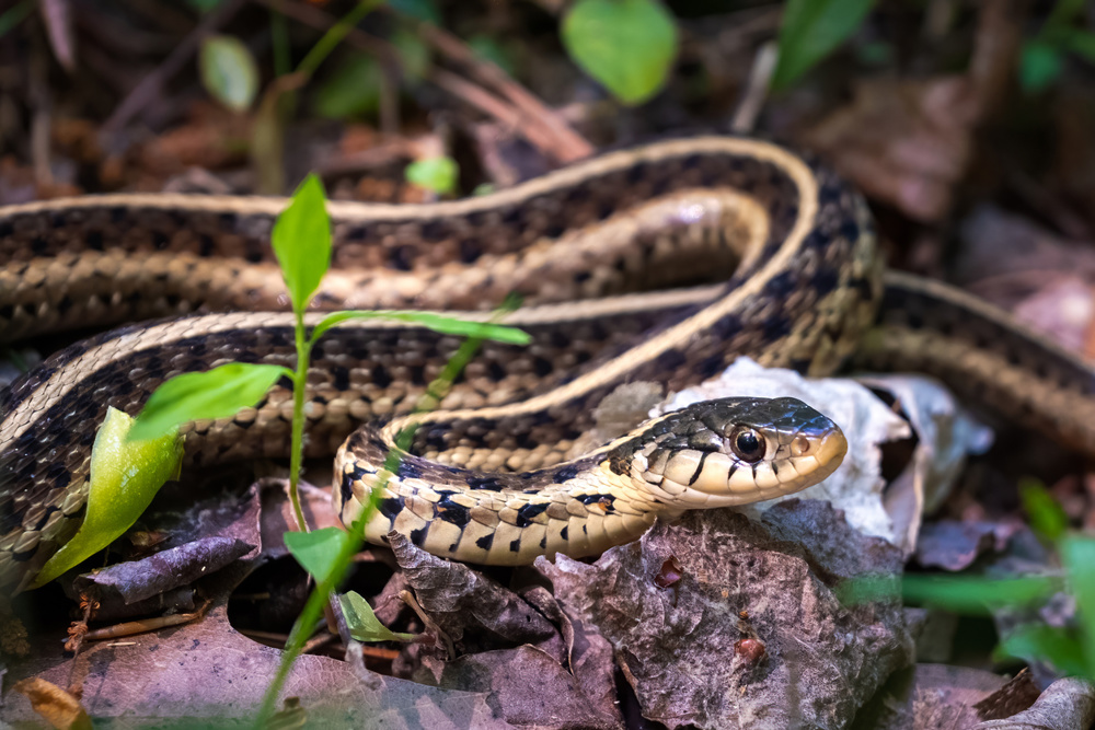 Garter Snake