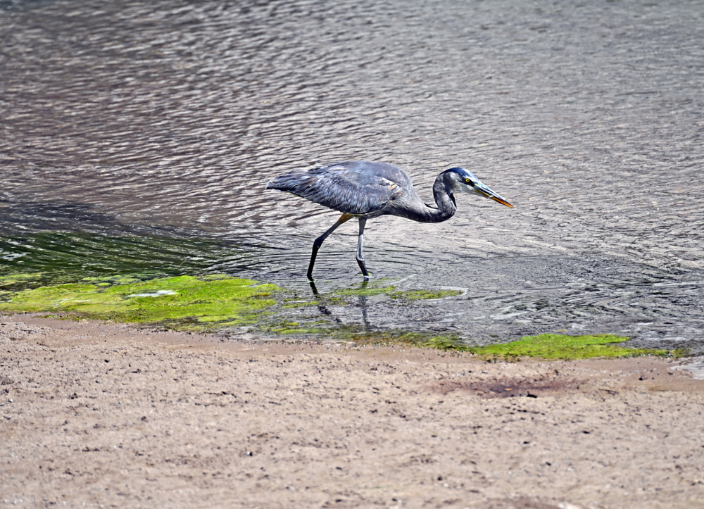Great Blue Heron and Other Wading Bird Tracks