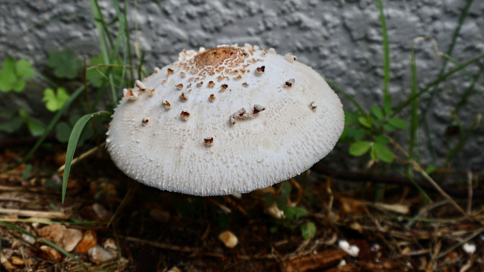 Green-Spored Parasol
