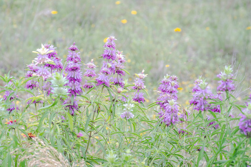 Horsemint