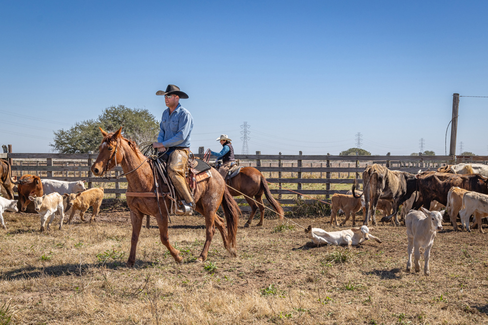 Cowboy roping calves during spring round up on a Texas ranch