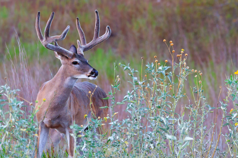 White-tailed deer
