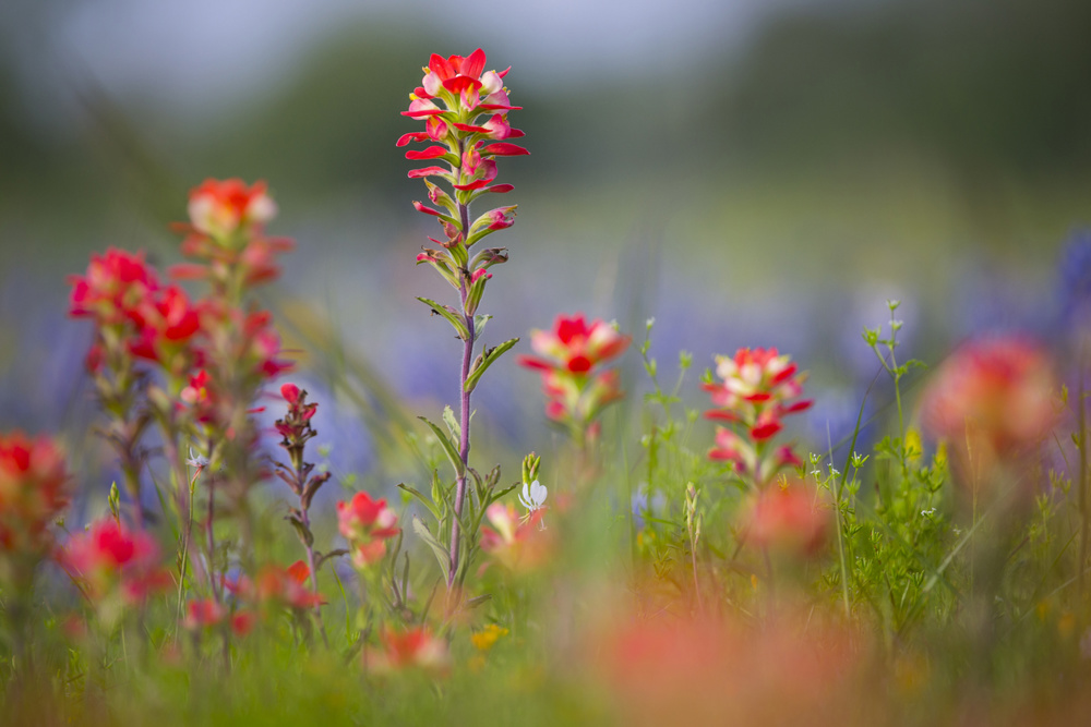 Indian Paintbrush