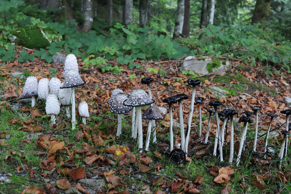 Inky Caps
